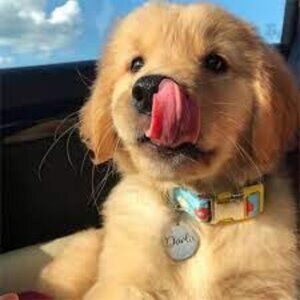 Meet your Posher, Chaya